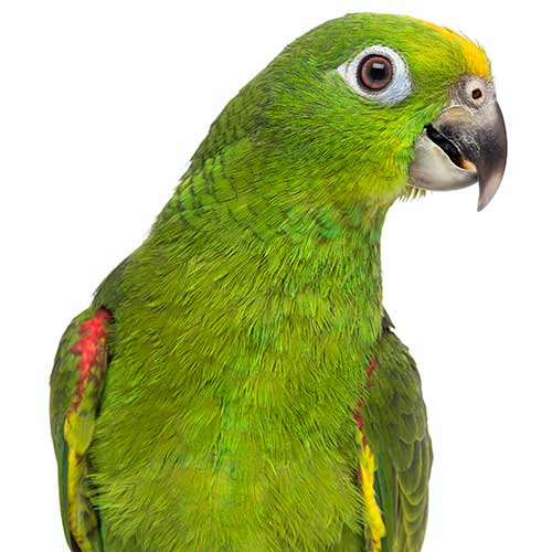 papagei